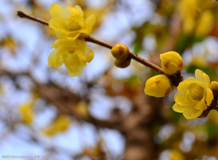 歲末時節(jié)百花盡，獨見蠟梅寒中香---感悟冬季蓉城“梅香”